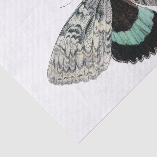 Moth illustratie tissuepapier (Detail)