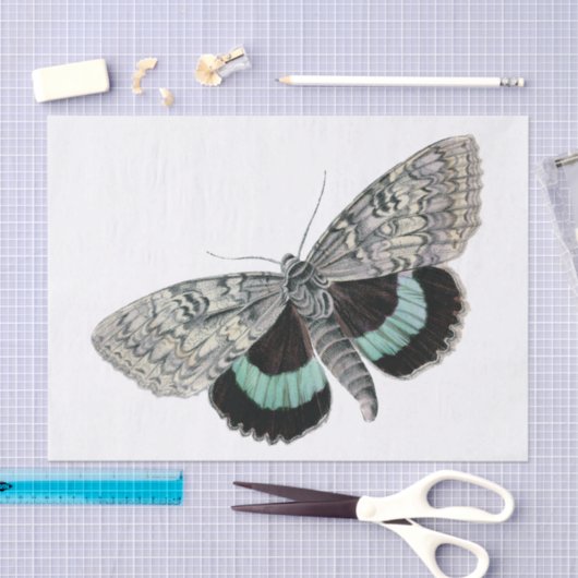 Moth illustratie tissuepapier (Craft)