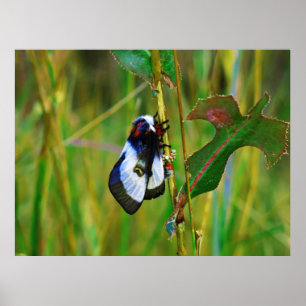 Moth Laying Eggs Poster