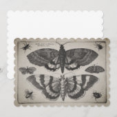 Moth Lepidoptera afbeelding (64) Kaart (Voorkant / Achterkant)