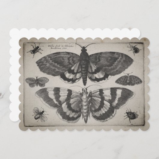 Moth Lepidoptera afbeelding (64) Kaart (Voorkant / Achterkant)