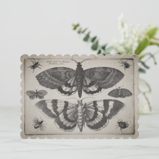  Moth Lepidoptera afbeelding (64) Kaart (Staand voorkant)