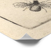 Moth Lepidoptera Art Print (64) (Hoek)