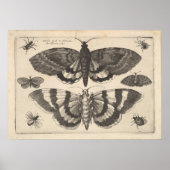  Moth Lepidoptera Art Print (64) (Voorkant)