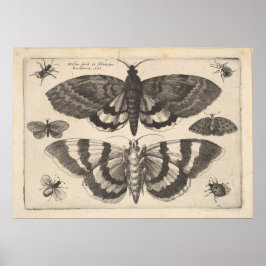 Moth Lepidoptera Art Print (64)