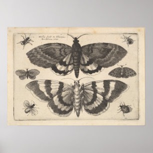  Moth Lepidoptera Art Print (64)