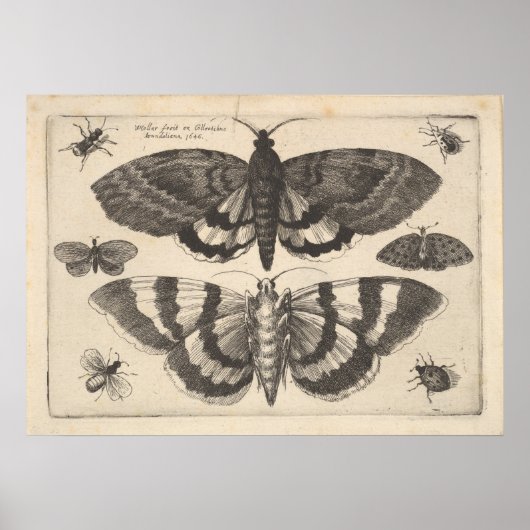 Moth Lepidoptera Art Print (64) (Voorkant)