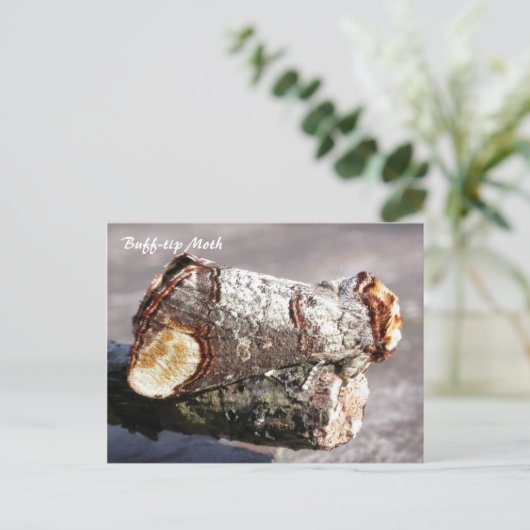 Moth Magic: Buff-tip "gebroken twig" Moth briefkaa Briefkaart (Staand voorkant)