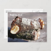 Moth Magic: Buff-tip "gebroken twig" Moth briefkaa Briefkaart (Voorkant / Achterkant)