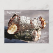 Moth Magic: Buff-tip "gebroken twig" Moth briefkaa Briefkaart (Voorkant)