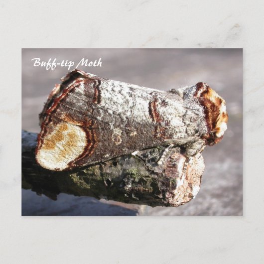 Moth Magic: Buff-tip "gebroken twig" Moth briefkaa Briefkaart (Voorkant)