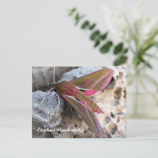 Moth Magic: Elephant Hawk-moth briefkaart (Staand voorkant)
