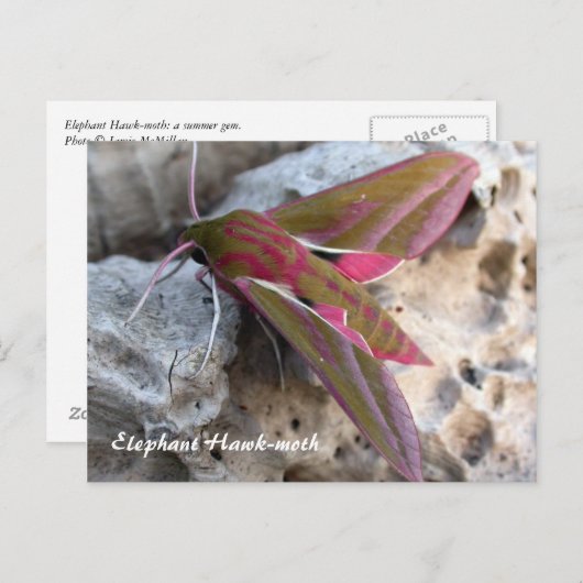 Moth Magic: Elephant Hawk-moth briefkaart (Voorkant / Achterkant)