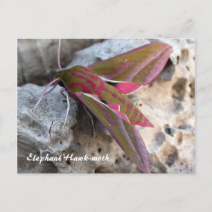 Moth Magic: Elephant Hawk-moth briefkaart