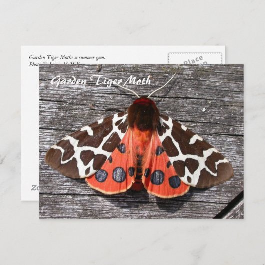 Moth Magic: Garden Tiger Moth postcard Briefkaart (Voorkant / Achterkant)