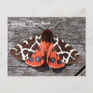 Moth Magic: Garden Tiger Moth postcard Briefkaart