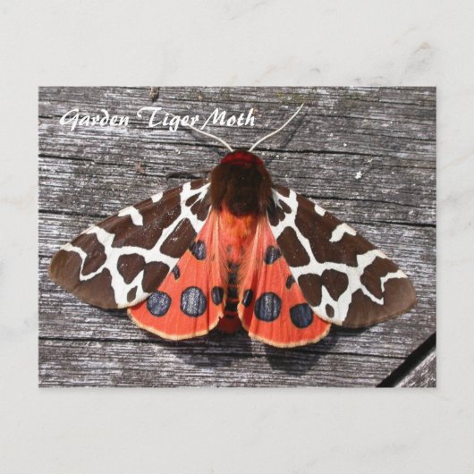 Moth Magic: Garden Tiger Moth postcard Briefkaart (Voorkant)