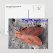 Moth Magic: Rosy Footman Moth briefkaart (Voorkant / Achterkant)