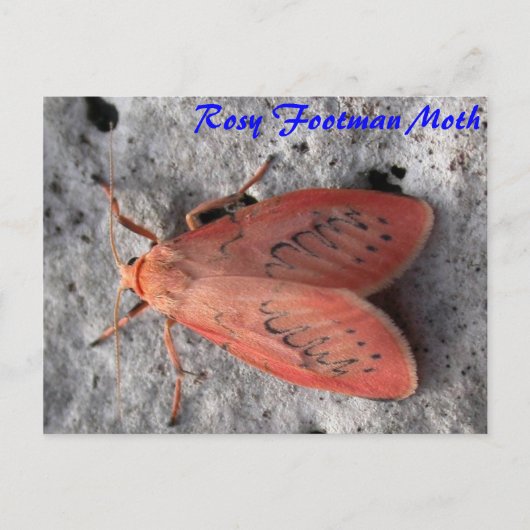 Moth Magic: Rosy Footman Moth briefkaart (Voorkant)