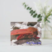 Moth Magic: Ruby Tiger Moth briefkaart (Staand voorkant)