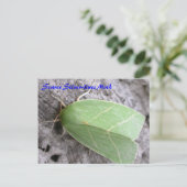 Moth Magic: Scarce Silver-lines Moth briefkaart (Staand voorkant)