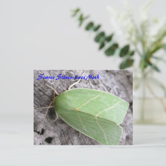 Moth Magic: Scarce Silver-lines Moth briefkaart (Staand voorkant)
