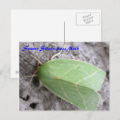 Moth Magic: Scarce Silver-lines Moth briefkaart (Voorkant / Achterkant)
