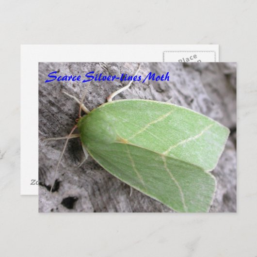 Moth Magic: Scarce Silver-lines Moth briefkaart (Voorkant / Achterkant)