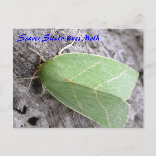 Moth Magic: Scarce Silver-lines Moth briefkaart (Voorkant)