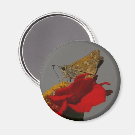 Moth Magneet (Voorkant / Achterkant)