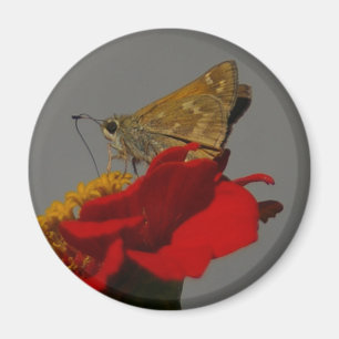 Moth Magneet