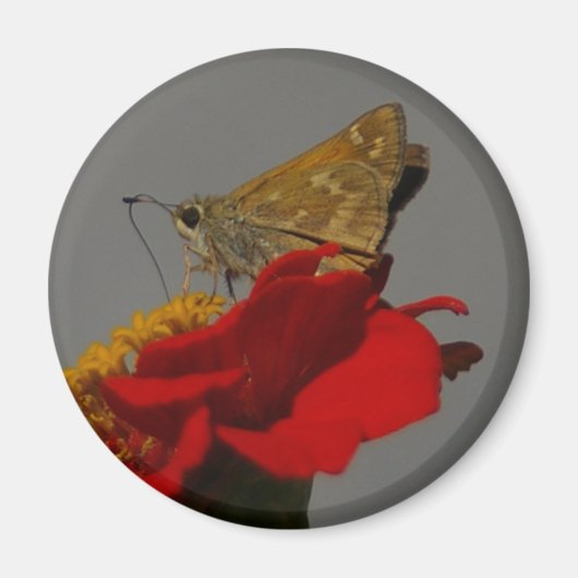 Moth Magneet (Voorkant)