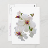 Moth Mullein Wildflower Briefkaart (Voorkant / Achterkant)