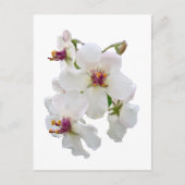 Moth Mullein Wildflower Briefkaart (Voorkant)