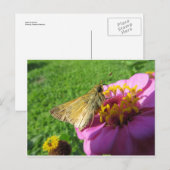 Moth On Flower Briefkaart (Voorkant / Achterkant)
