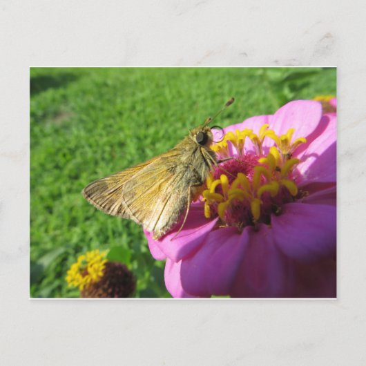 Moth On Flower Briefkaart (Voorkant)