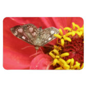 Moth on Red Flower Premium Magnet Magneet (Horizontaal)