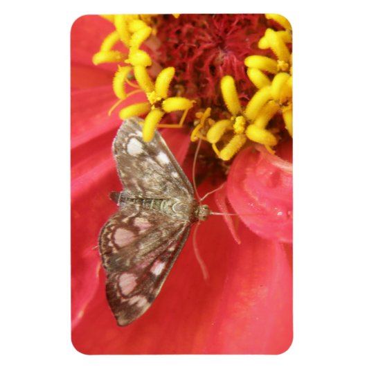 Moth on Red Flower Premium Magnet Magneet (Verticaal)