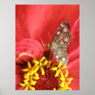  Moth on Red Flower Print