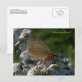 Moth on Yarrow Flowers, Unalaska Island Briefkaart (Voorkant / Achterkant)