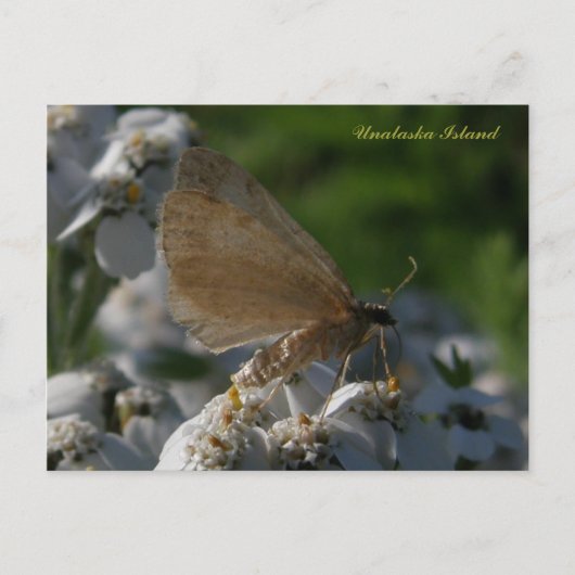 Moth on Yarrow Flowers, Unalaska Island Briefkaart (Voorkant)