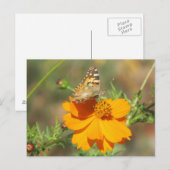 Moth on Yellow Flower Briefkaart (Voorkant / Achterkant)