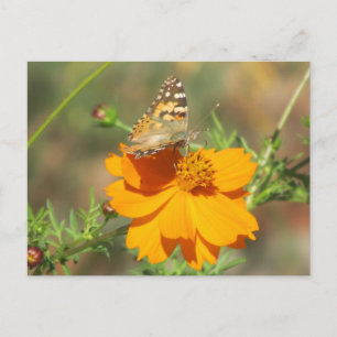 Moth on Yellow Flower Briefkaart