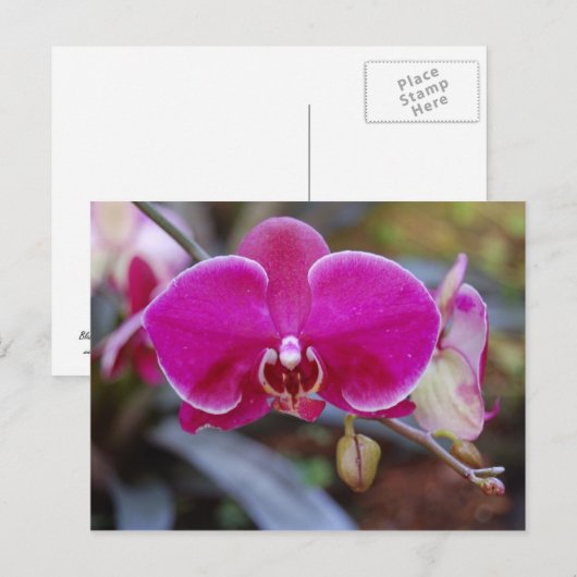 Moth Orchid Briefkaart (Voorkant / Achterkant)
