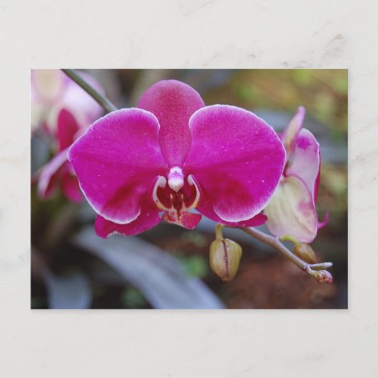Moth Orchid Briefkaart (Voorkant)