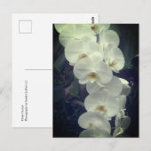 Moth Orchid Briefkaart (Voorkant / Achterkant)