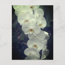 Moth Orchid Briefkaart