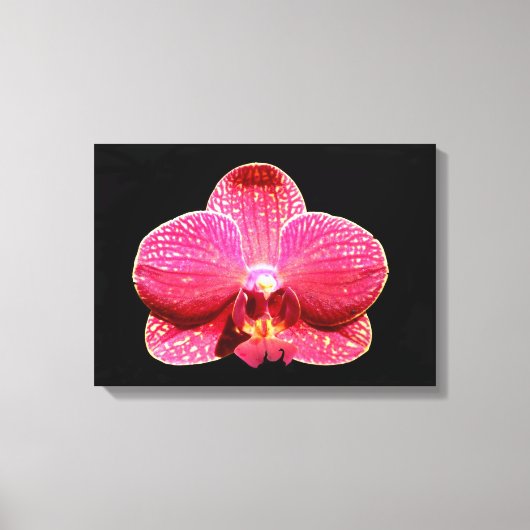 Moth Orchid Canvas Afdrukken (Voorkant)