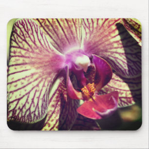 Moth Orchid Flower Close Muismat