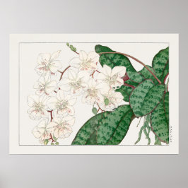 Moth Orchid Flowers, Phalaenopsis, Tanigami Konan Poster